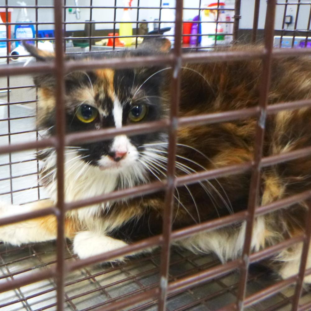 Shelter Stray Female Cat last seen Near Vennard Avenue, LAFAYETTE, LA, 70501, Lafayette, LA 70507