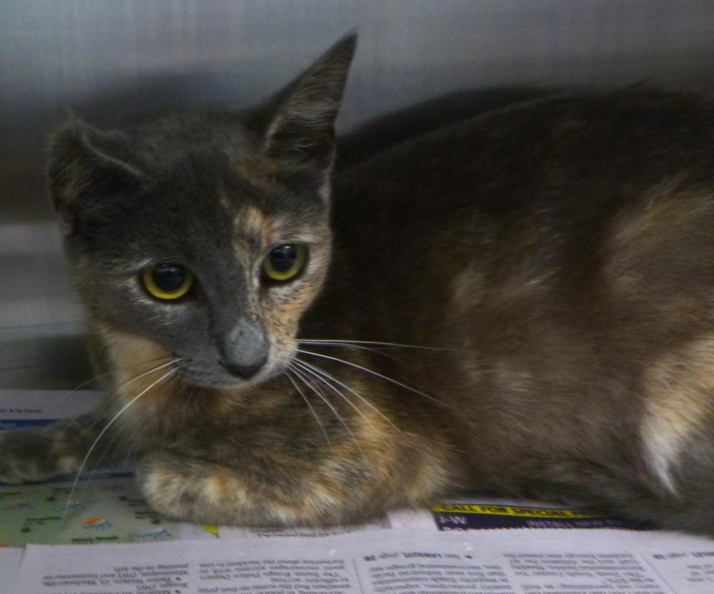 Shelter Stray Female Cat last seen Apt Lot 37,748 Malapart Road, LAFAYETTE, LA, 70507, Lafayette, LA 70507