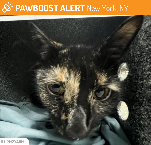 Shelter Stray Female Cat last seen Near Vernon Avenue, BROOKLYN, NY, 11206, New York, NY 11208