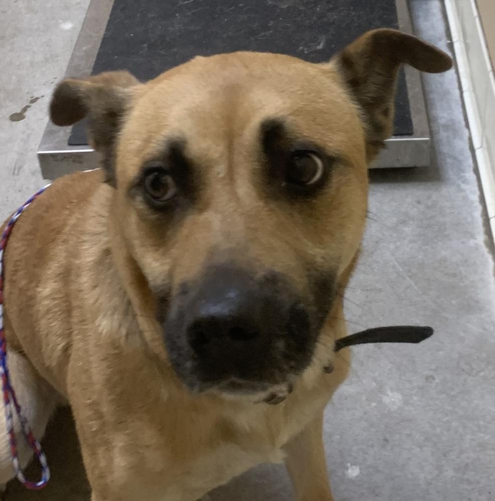 Shelter Stray Male Dog last seen Near N Washington, SPOKANE, WA, 99201, Spokane, WA 99212