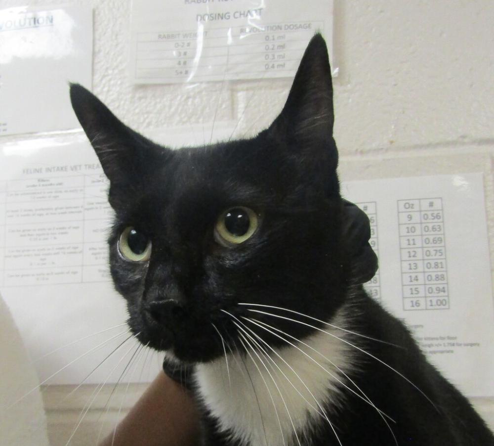 Shelter Stray Male Cat last seen Near piedmont river way, RALEIGH, NC, 27606, Raleigh, NC 27610