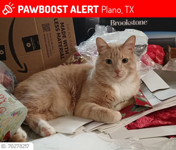 Lost Male Cat last seen Timber Brook Drive, Plano, TX 75074