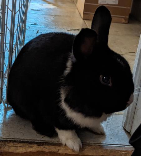 Lost Unknown Rabbit last seen High and Chester , London, ON N6C 4L4
