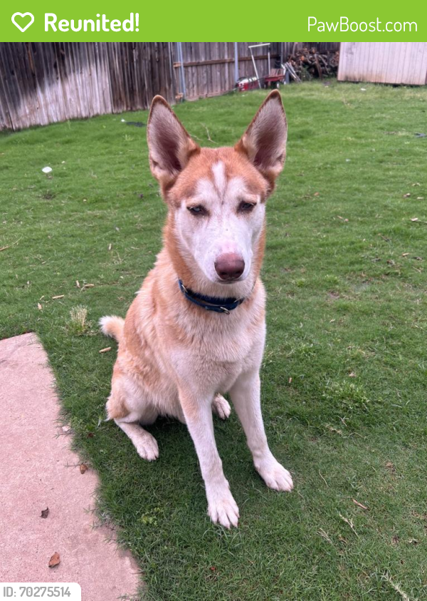 Reunited Male Dog last seen cravens park dr , Arlington, TX 76018