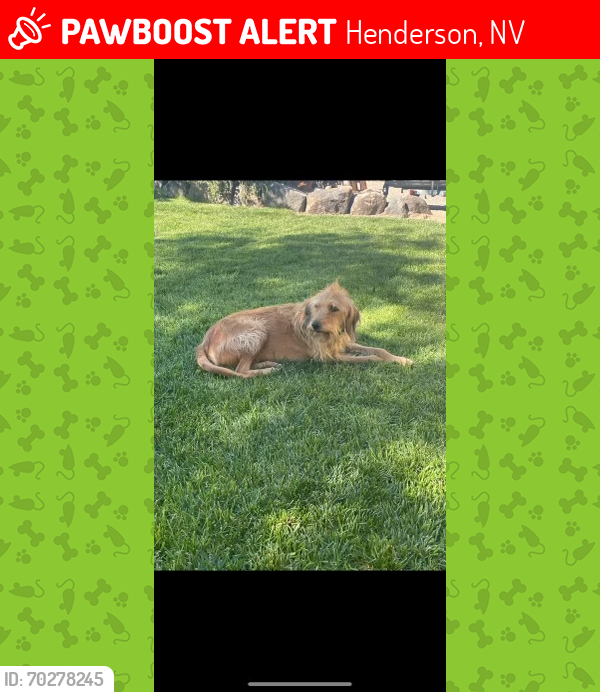 Lost Male Dog last seen Racetrack and Warm Springs, Henderson, NV 89015