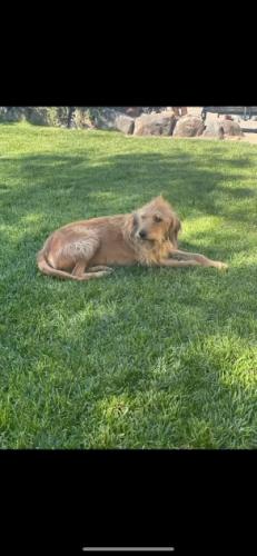 Lost Male Dog last seen Racetrack and Warm Springs, Henderson, NV 89015