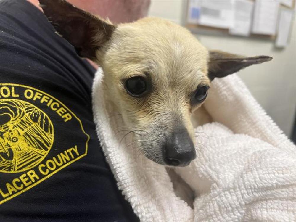 Shelter Stray Male Dog last seen MORGAN CREEK LANE, Auburn, CA 95603