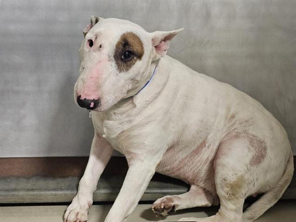 Shelter Stray Male Dog last seen Near BLOCK PANAMA LN, BAKERSFIELD CA 93313, Bakersfield, CA 93308