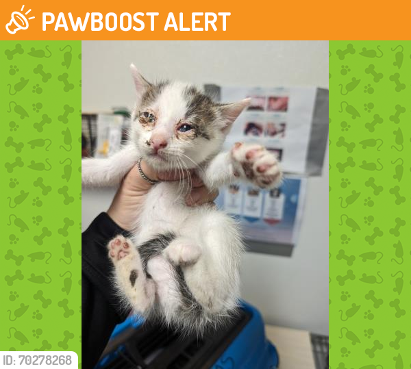 Shelter Stray Female Cat last seen Near BLOCK OLIVE DR, BAKERSFIELD CA 93308, Bakersfield, CA 93308