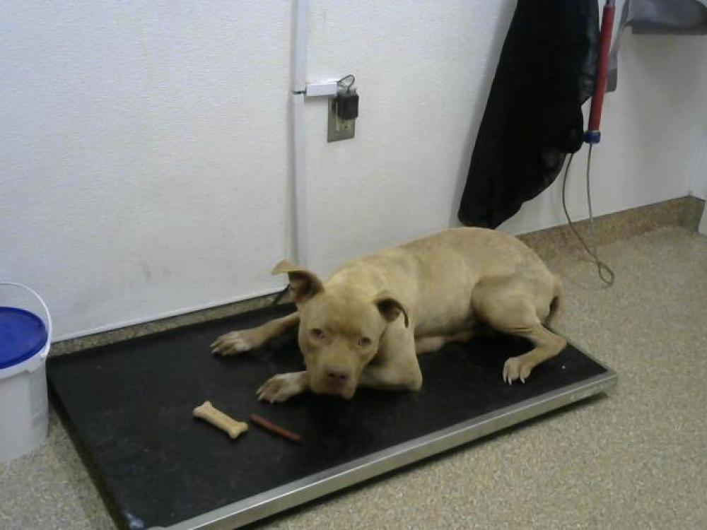Shelter Stray Female Dog last seen Near BLOCK SEVERO, Albuquerque, NM 87105