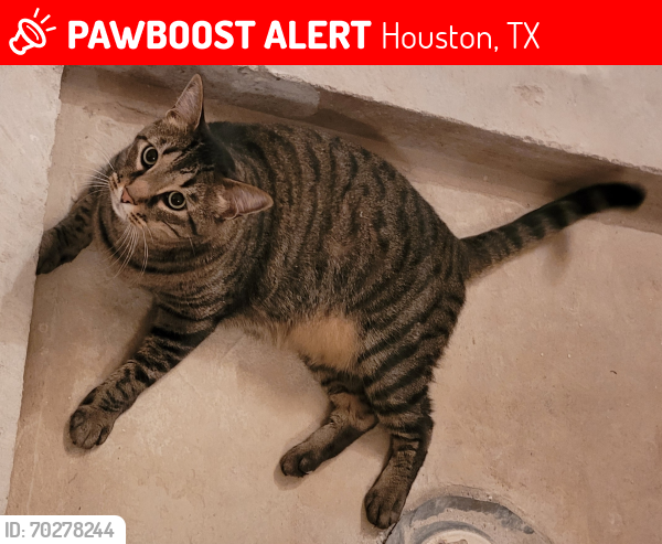 Lost Male Cat last seen Brook Shadow Dr and Meadow Forest Ln (close by Brook Shadow Pocket Park), Houston, TX 77345