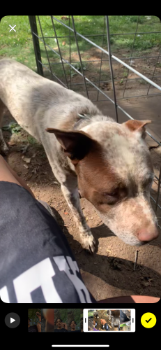 Lost Male Dog last seen Krispy Kreme, Johnson City, TN 37614