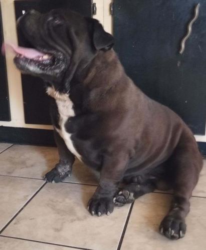 Lost Male Dog last seen Floral Rd NW , Albuquerque, NM 87104