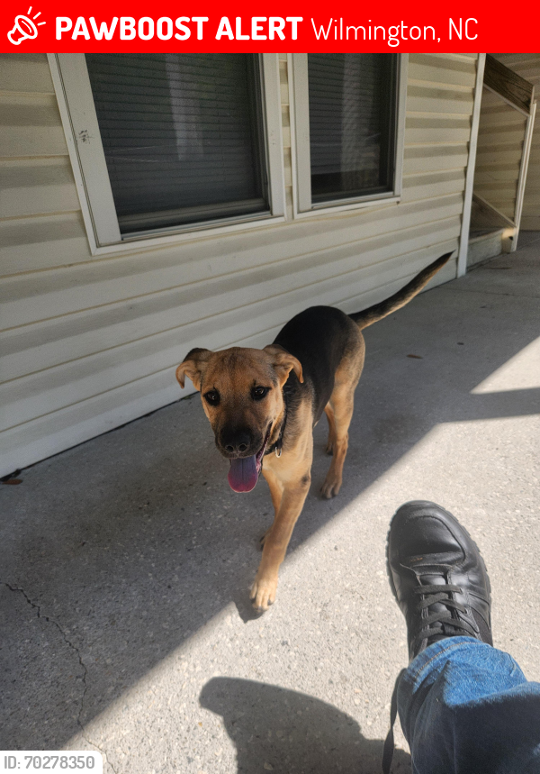 Lost Female Dog last seen New center Dr and Market st, Wilmington, NC 28411