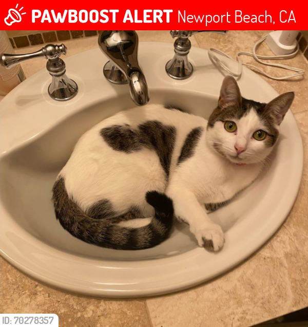 Lost Female Cat last seen Bonita canyon , Newport Beach, CA 92660