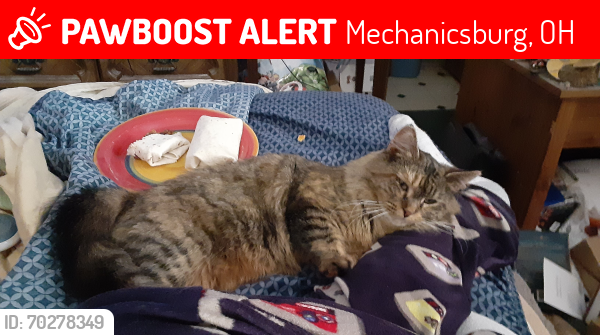 Lost Female Cat last seen Knoxville Rd and Catawba-mechanicsburg, Mechanicsburg, OH 43044