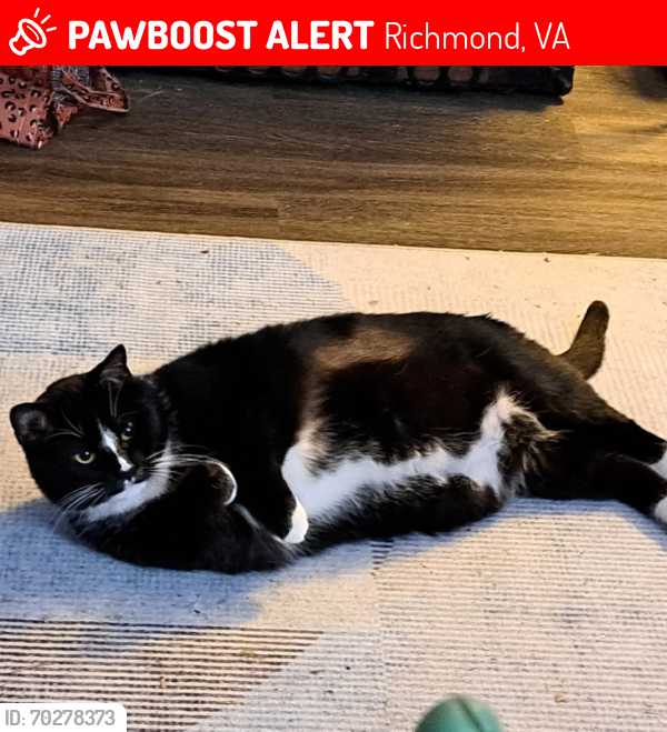 Lost Male Cat last seen Sturbridge Road, Richmond, VA 23236