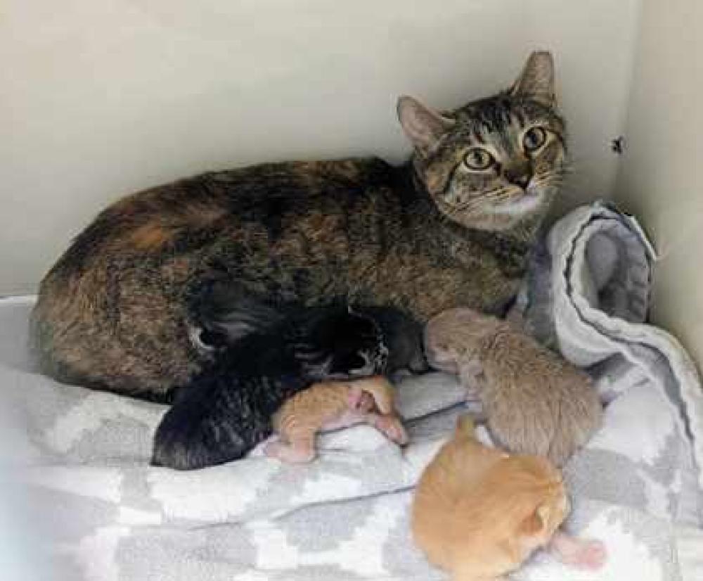 Shelter Stray Female Cat last seen Nampa, ID 83651, Caldwell, ID 83605