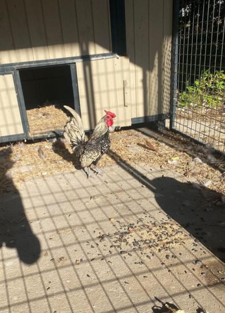 Shelter Stray Male Chicken last seen Near BARD AVE, 70815, LA, Baton Rouge, LA 70820