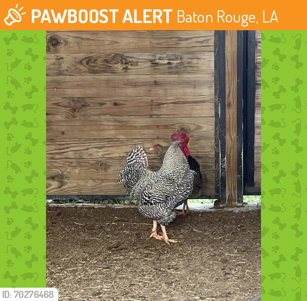 Shelter Stray Male Chicken last seen Near CADILLAC ST, 70811, LA, Baton Rouge, LA 70820
