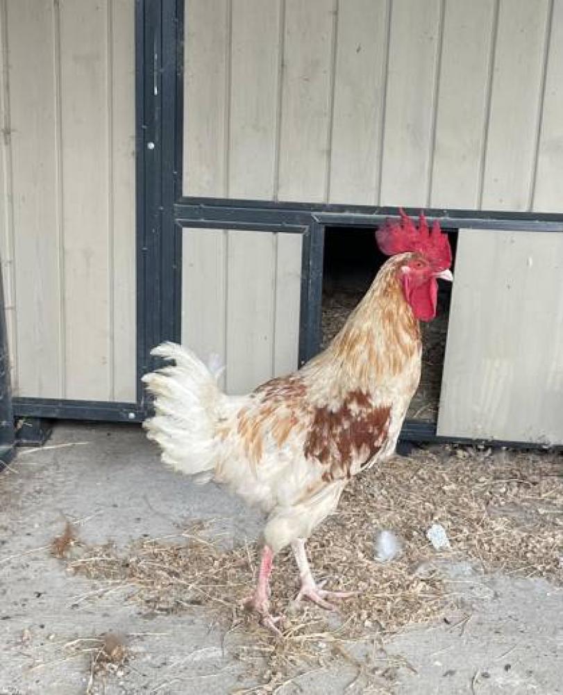 Shelter Stray Male Chicken last seen Near EDWARDS, 70791, LA, Baton Rouge, LA 70820