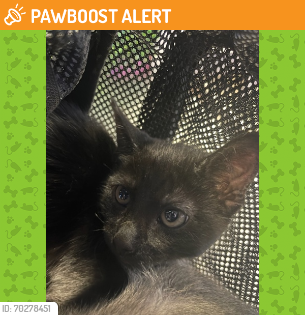 Shelter Stray Unknown Cat last seen Horizon City, TX 79928, Fort Bliss, TX 79906