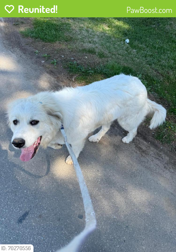 Reunited Male Dog last seen Marietta rd canton ga 30114, Canton, GA 30114