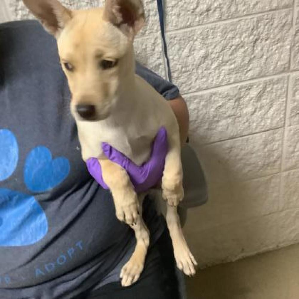 Shelter Stray Female Dog last seen Fort Worth, TX 76133, Fort Worth, TX 76119