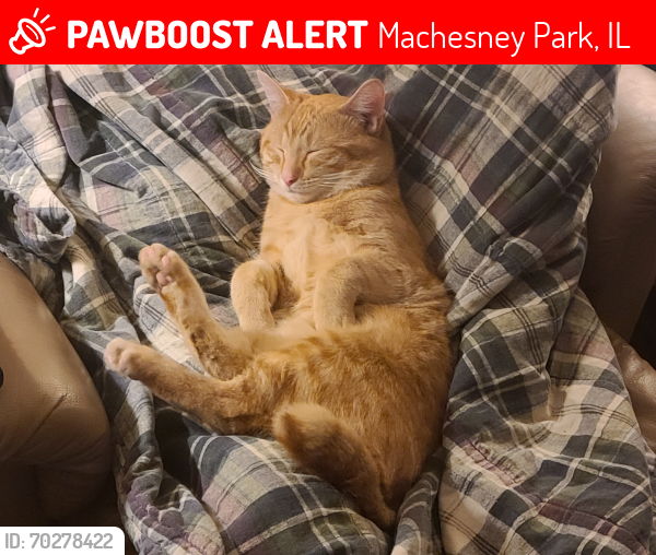 Lost Male Cat last seen Forest hills & n 2nd, Machesney Park, IL 61115