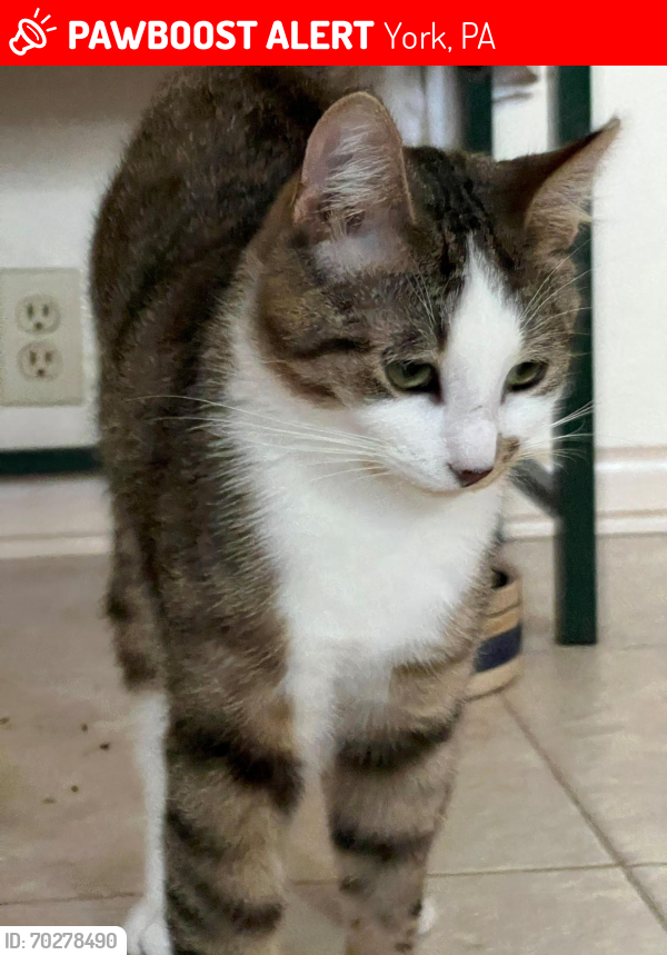 Lost Male Cat last seen Fairview Dr. behind Rest Haven, York, PA, York, PA 17403
