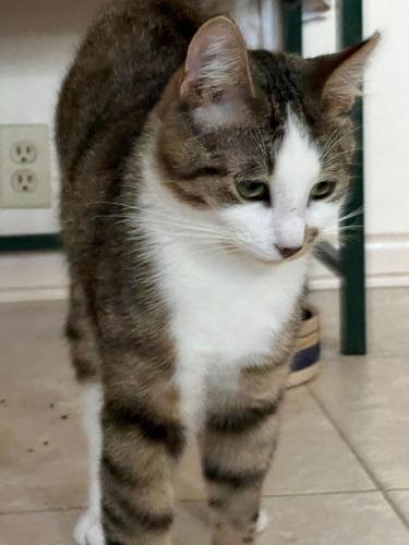 Lost Male Cat last seen Fairview Dr. behind Rest Haven, York, PA, York, PA 17403
