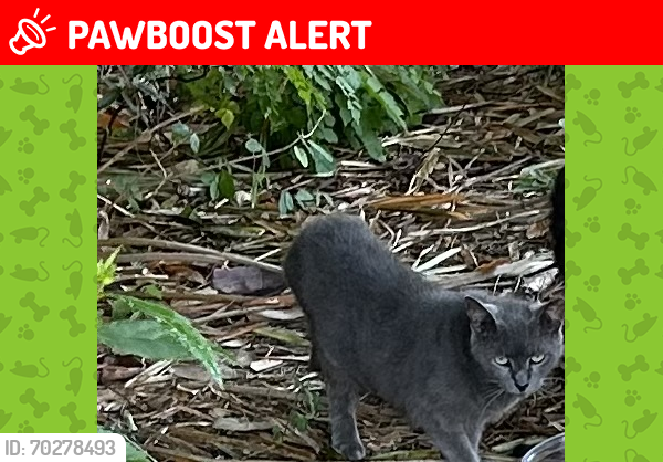 Lost Male Cat last seen N Palmway and 18th Ave, Lake Worth Beach, FL 33460