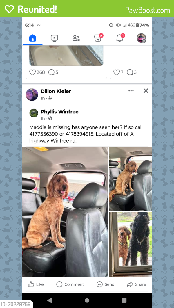 Reunited Female Dog last seen Aa highway , Billings, MO 65610