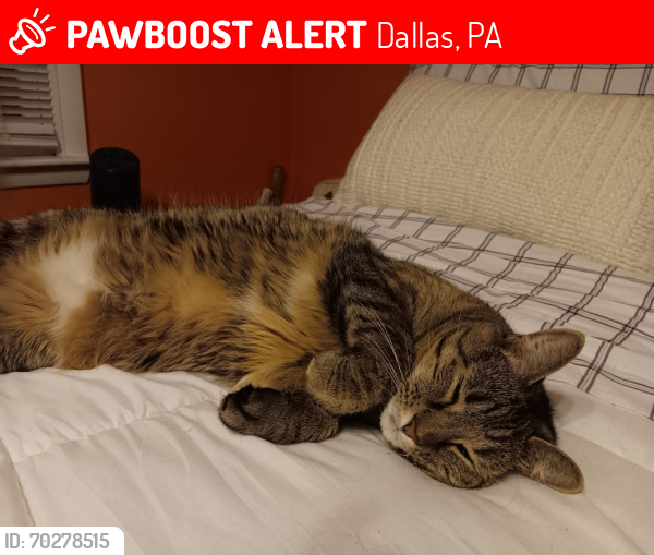 Lost Female Cat last seen Lake Street and  Country Club Road going towards Turkey Hill in Dallas, PA, Dallas, PA 18612