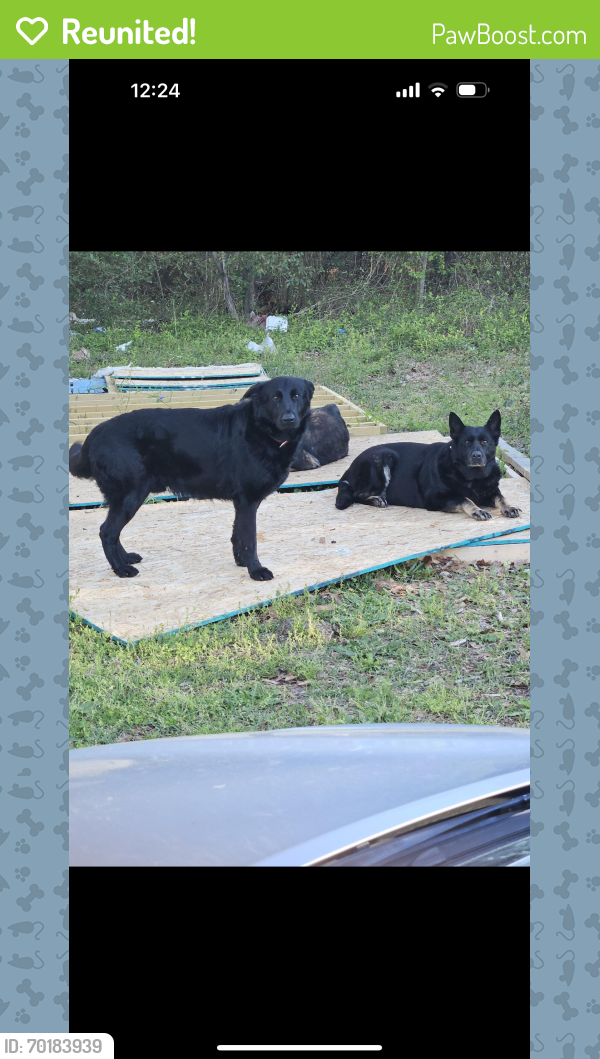 Reunited Male Dog last seen Hartly Bridge Rd, Bibb County, GA 31216