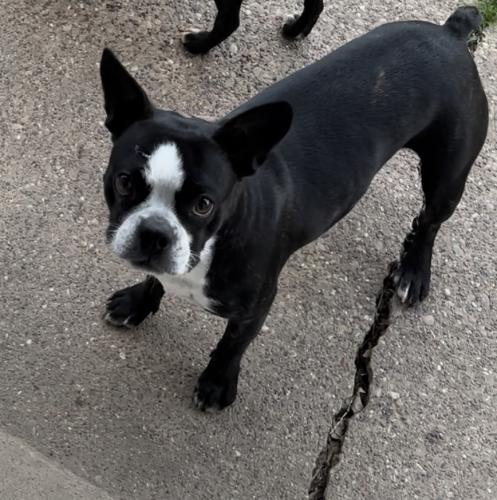 Lost Female Dog last seen E Cartwright rd, Mesquite, TX 75149
