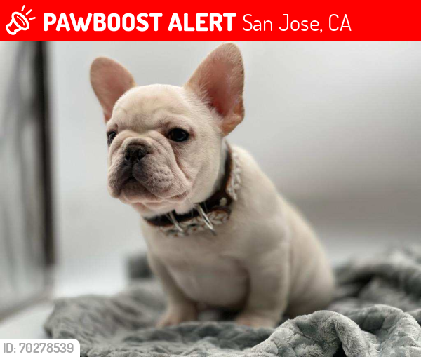 Lost Male Dog last seen Custer, San Jose, CA 95124