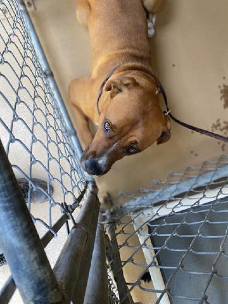 Shelter Stray Male Dog last seen CAMINO DE LA PLAZA AND WILLOW RD, Chula Vista, CA 91911