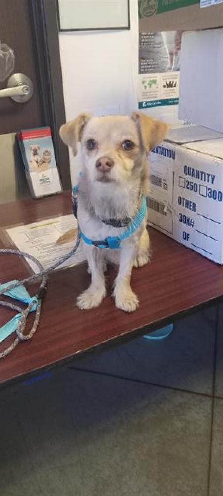 Shelter Stray Male Dog last seen OSWELL/BRUNDAGE, BAKERSFIELD, Bakersfield, CA 93307