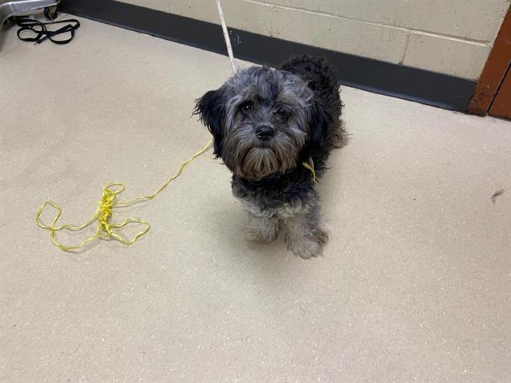 Shelter Stray Male Dog last seen Near BLOCK E RANDOLPH CT, West Milwaukee, WI 53215