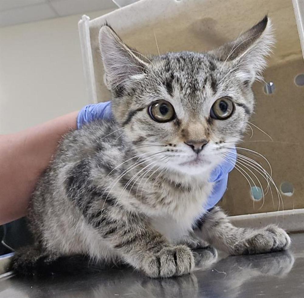 Shelter Stray Female Cat last seen Near EL RANCHO DR, SPARKS NV 89431, Reno, NV 89502