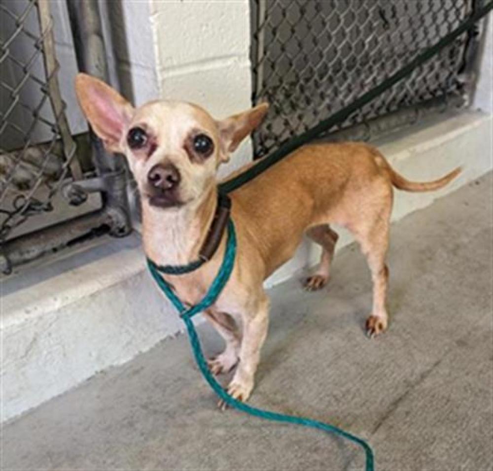 Shelter Stray Female Dog last seen 14TH AVE & 65TH ST EXPY, Sacramento, CA 95818