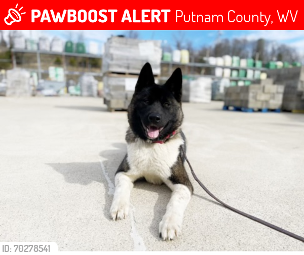 Lost Female Dog last seen Winfield, West Virginia, Putnam County, WV 25213