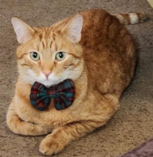 Lost Male Cat last seen St Stephen Church, Cleveland, OH 44102