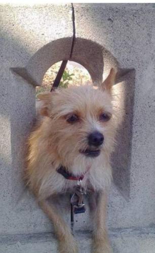 Lost Male Dog last seen JONS Supermarket, West 3rd street & Kenmore, LA, Los Angeles, CA 90020