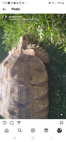 Lost Female Reptile last seen Superior Blvd and Ironwood, Apache Junction, AZ 85120