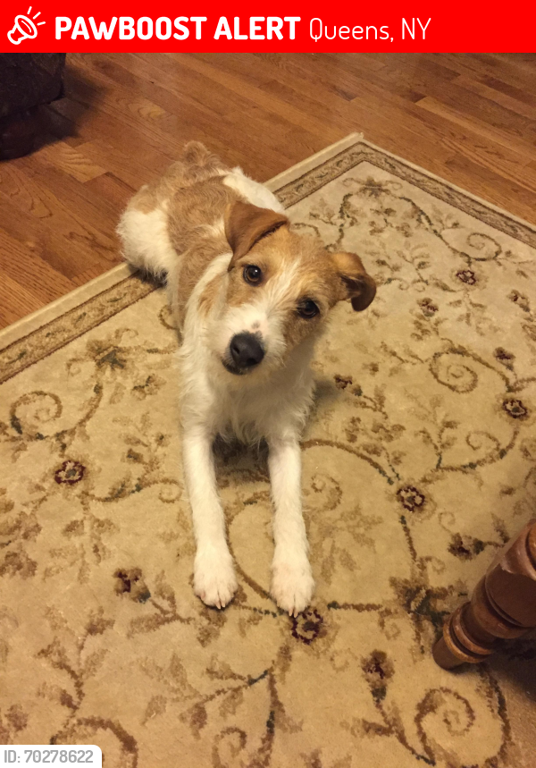 Lost Male Dog last seen Sutter Ave, Queens, NY 11420