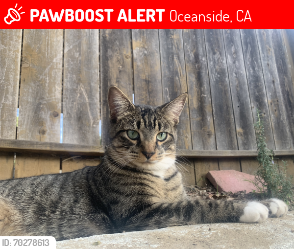 Lost Male Cat last seen Joseph Sepulveda park, Oceanside, CA 92056