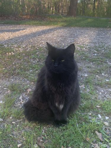 Lost Male Cat last seen Jackson st between high and 5th streets, Augusta, MO 63332