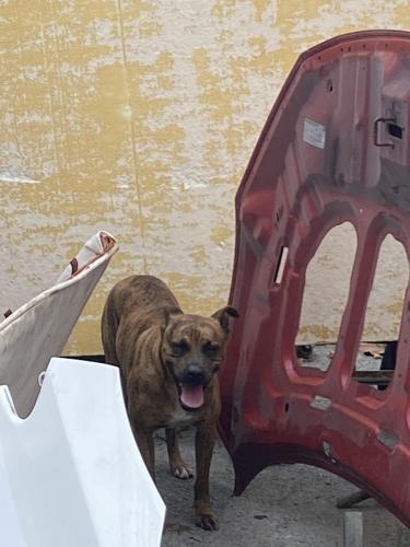 Lost Female Dog last seen Near nw 23 terr miami, Miami, FL 33142